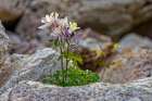 USA, Wyoming, Snowy Range. Blue columbine flower. Art Print